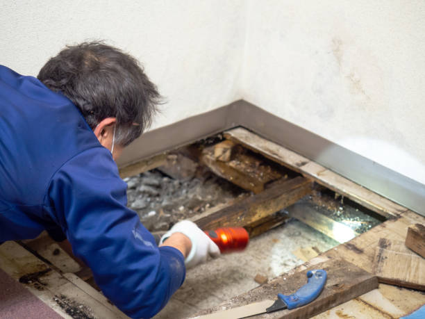 Best Commercial Mold Remediation in San Pablo, NM