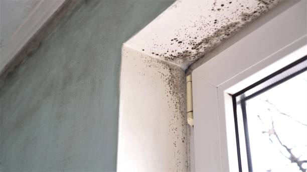 Best Industrial Mold Remediation in San Pablo, NM