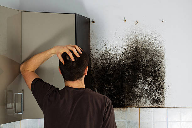 Best Localized Mold Remediation (e.g., coastal areas, humid climates) in San Pablo, NM