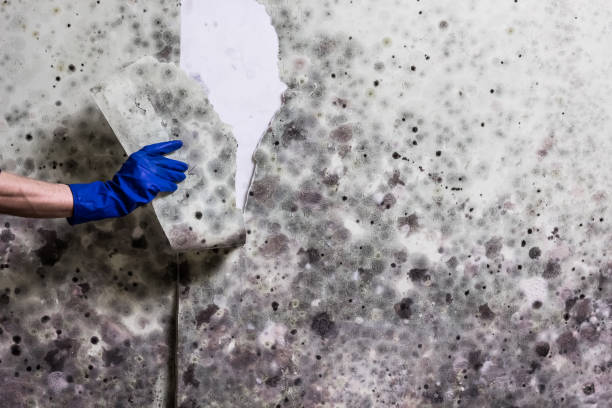 Best Mold Testing and Inspection Services in San Pablo, NM