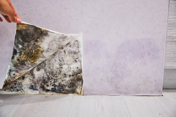 Best Preventive Mold Services in San Pablo, NM